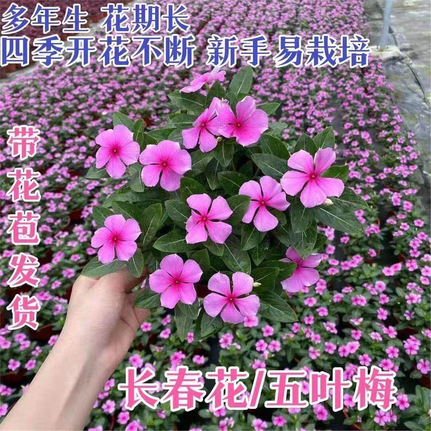 天天开长春花盆栽重瓣大花带花苞春花苗室内阳台盆栽植物鲜花卉