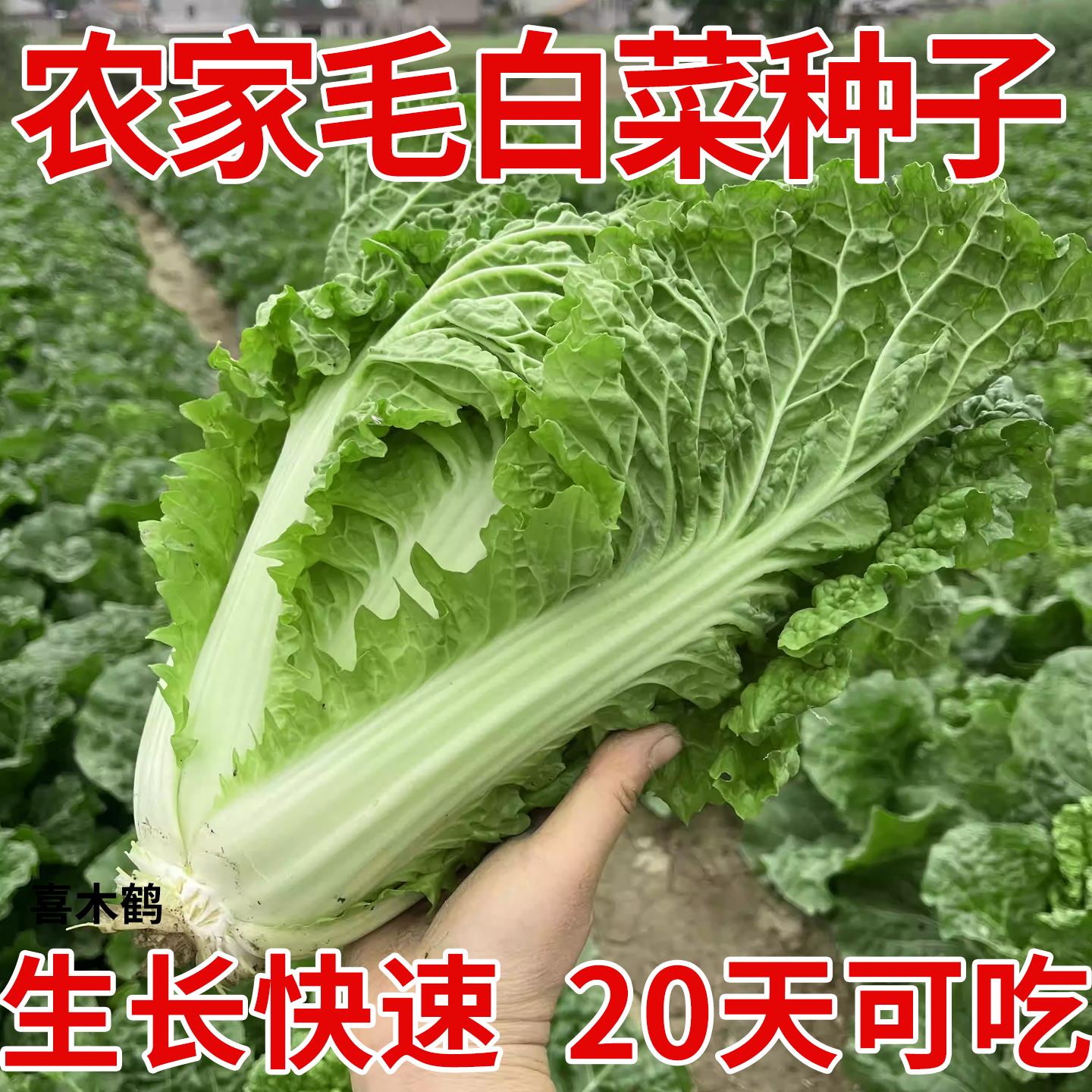 耐寒大白菜种子湖北农家毛白菜新鲜当季新种耐寒时令菜蔬菜种子籽