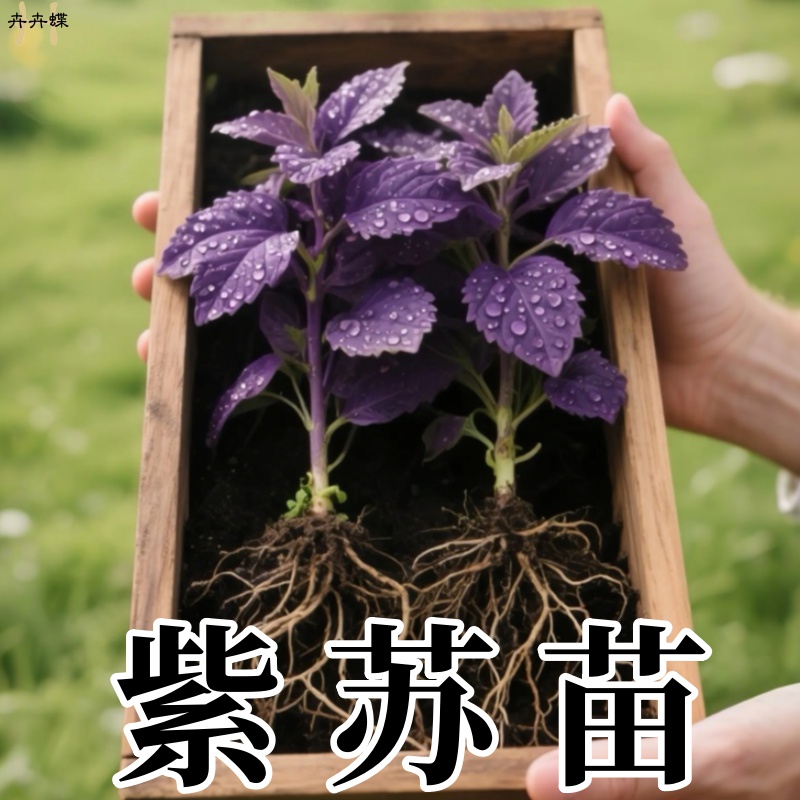 正宗紫苏苗盆栽双面大苗带土阳台室内驱蚊好养易活的可食用植物