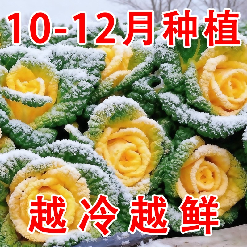 黄心乌种子塌地乌黄心菊花菜乌塌菜皱叶小白菜耐低温农家蔬菜种子