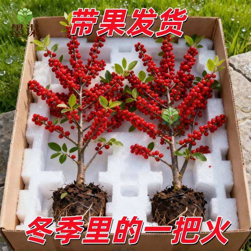 进口北美冬青盆栽树苗耐寒年宵花卉冬红果老桩中国红盆景带盆发货,鲜花速递/花卉仿真/绿植园艺,红掌/凤梨/温室花卉,淘宝优惠券,粉丝福利购,淘宝优惠卷