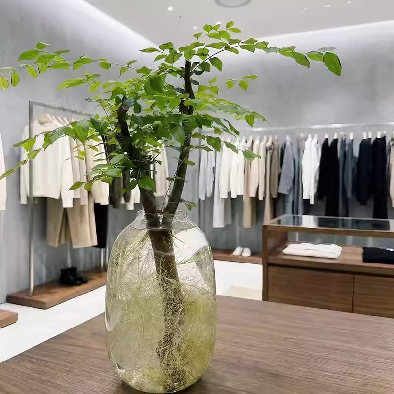 水培植物毛叶杜鹃小叶女贞鲜切枝花卉绿植千年绿叶生根发芽一直养