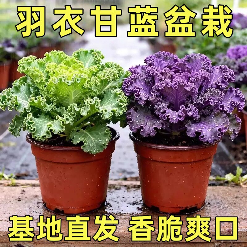 羽衣甘蓝盆栽大苗带花观叶食用植物绿化花园观赏花卉牡丹冬季耐寒