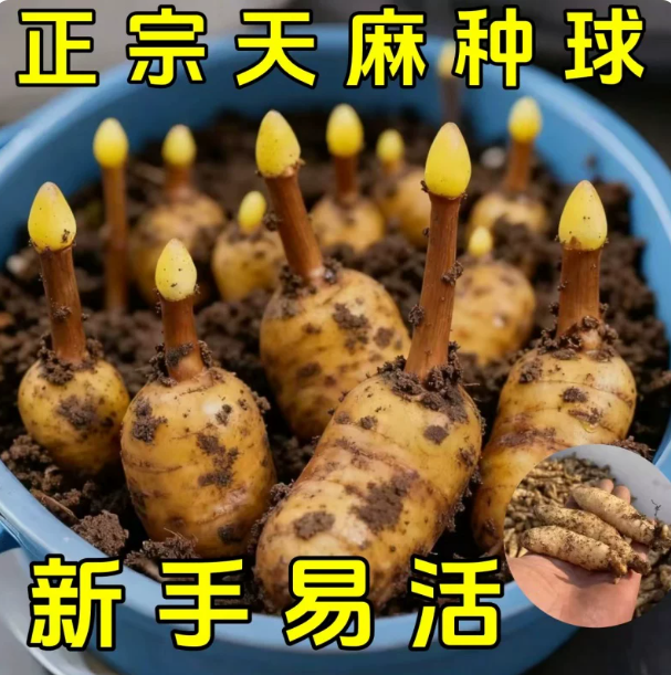 天麻种植苗种子正宗高产天麻花苗0代种新鲜现挖高产室内室外阳台