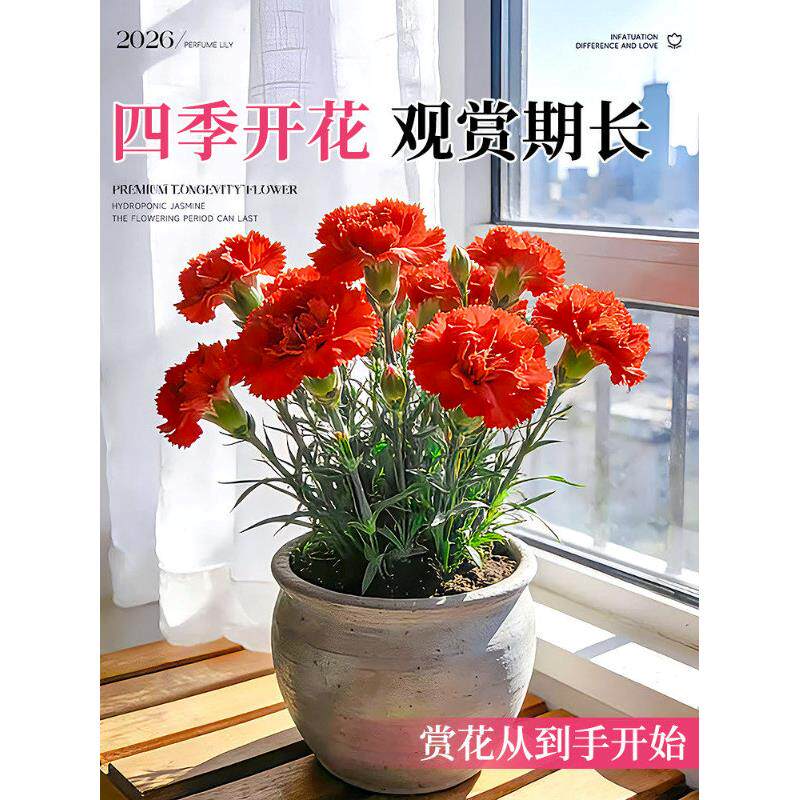 康乃馨花苗盆栽室内阳台好养的花卉四季栽种云南直发桌面花卉绿植