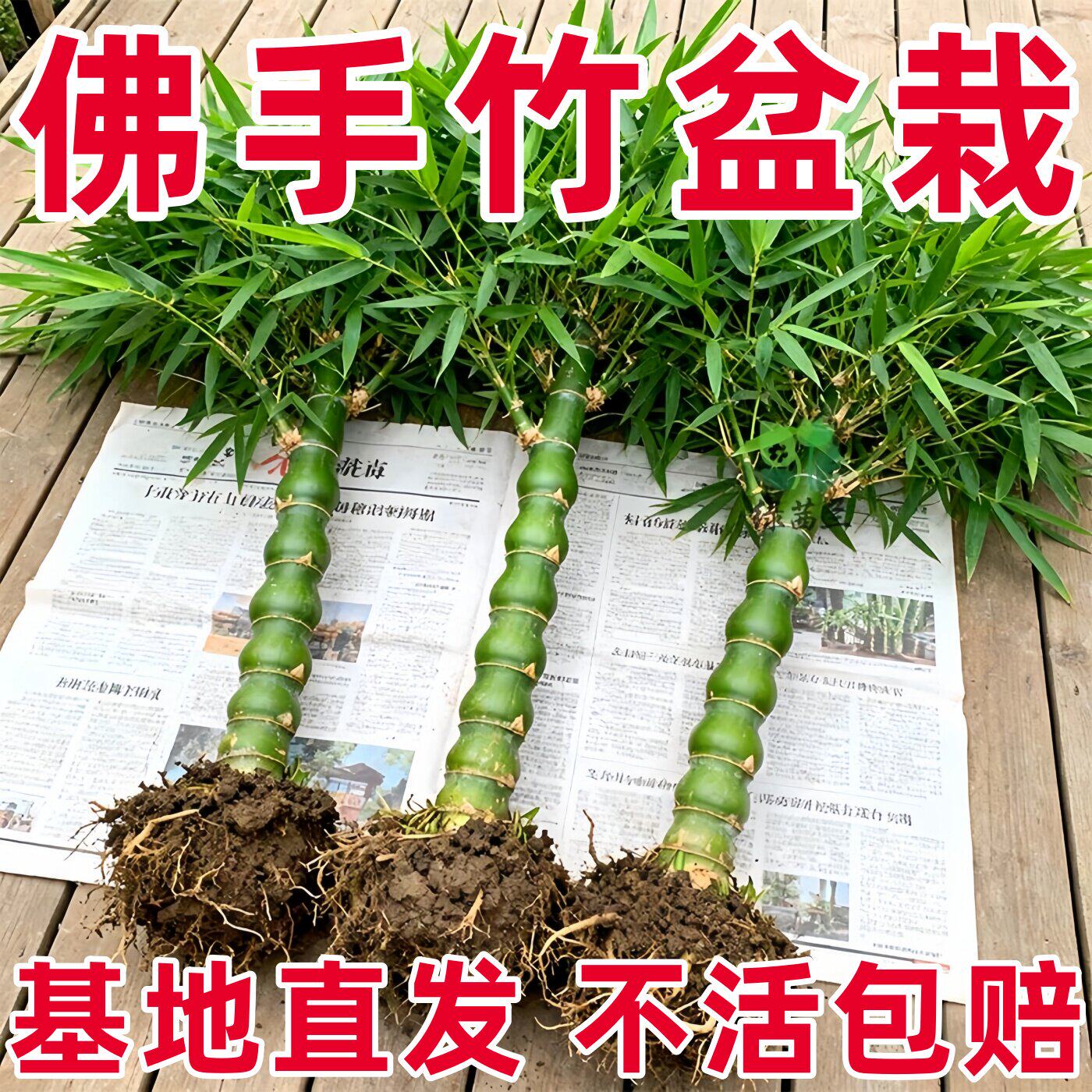 大佛肚竹罗汉竹盆栽老桩植物四季常青好养活办公室内盆景花卉绿植