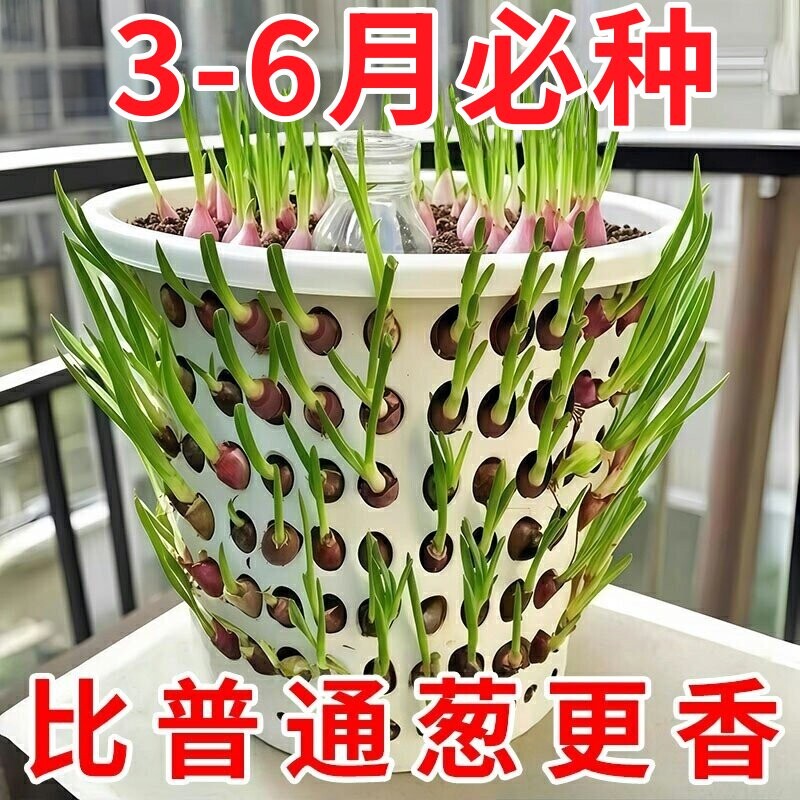 四川小香葱红葱头带芽盆栽火葱黄葱好养葱苗榨葱油干葱头种植专用