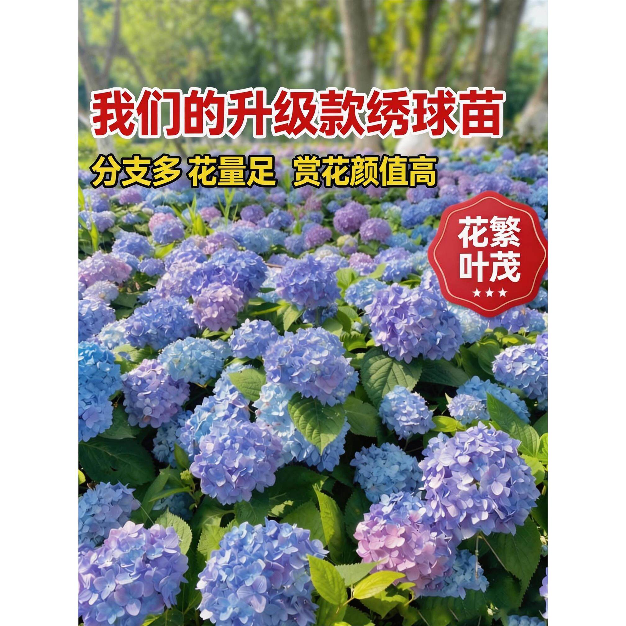 大花绣球花苗无尽夏常年开花绣球花盆栽庭院好养的花卉植物室内花