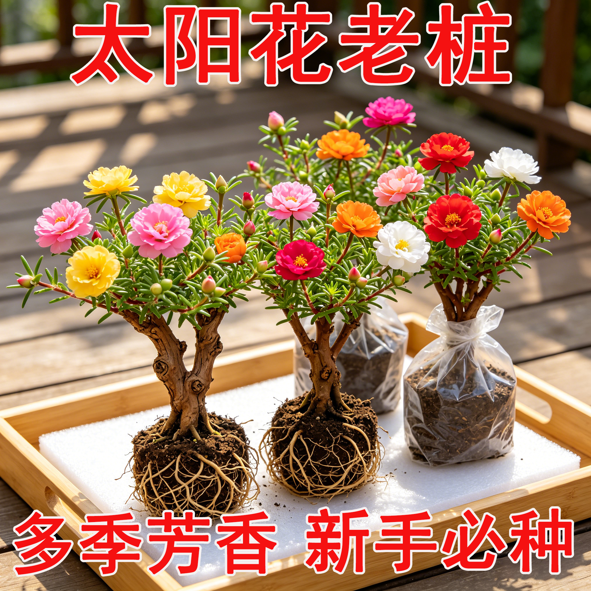 重瓣太阳花老桩多色多季开花植物太阳花苗带根耐寒庭院阳台易养活