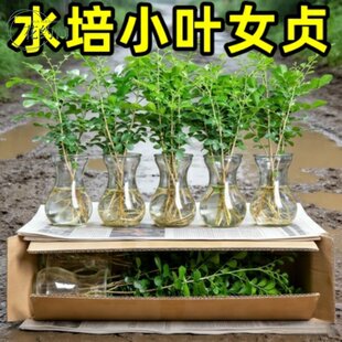 水培小叶女贞老桩悬崖造型盆景四季常青小绿植物S弯办公室内桌面