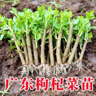 广东大叶枸杞树苗食用枸杞叶苗种植蔬菜阳台绿植盆栽四季带根带芽