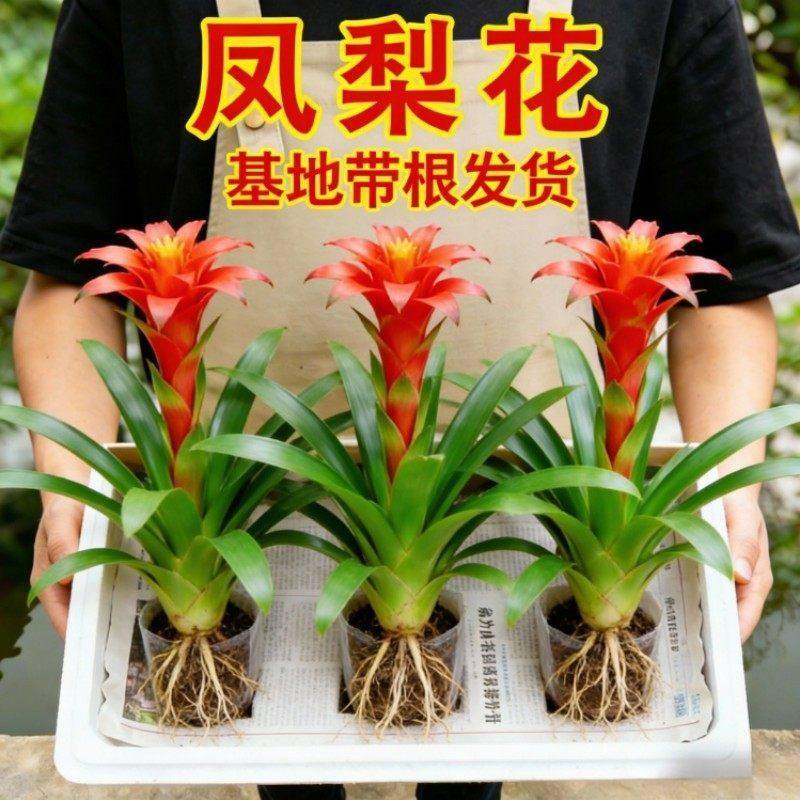 鸿运当头盆栽室内花卉鲜花办公室客厅桌面摆件绿植大花红掌年宵花