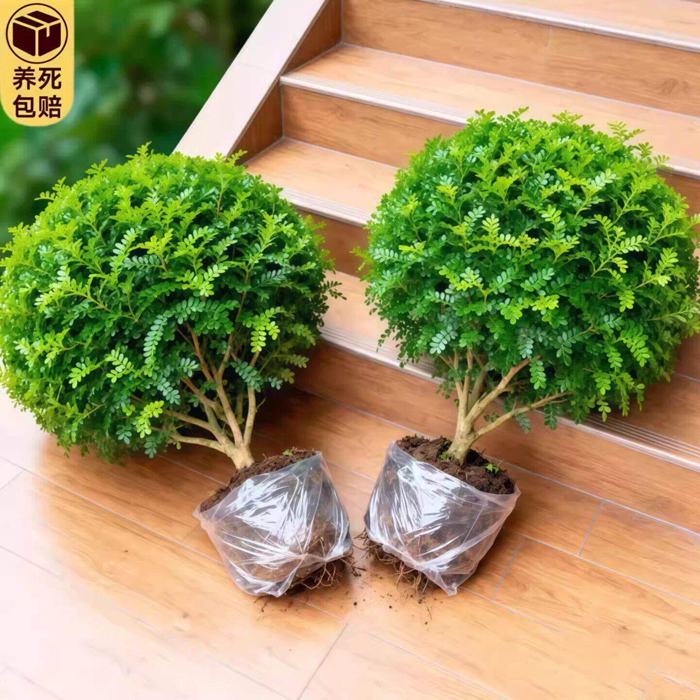 正宗老桩清香胡椒木盆栽绿植驱蚊花卉室内外盆景净化空气四季好养