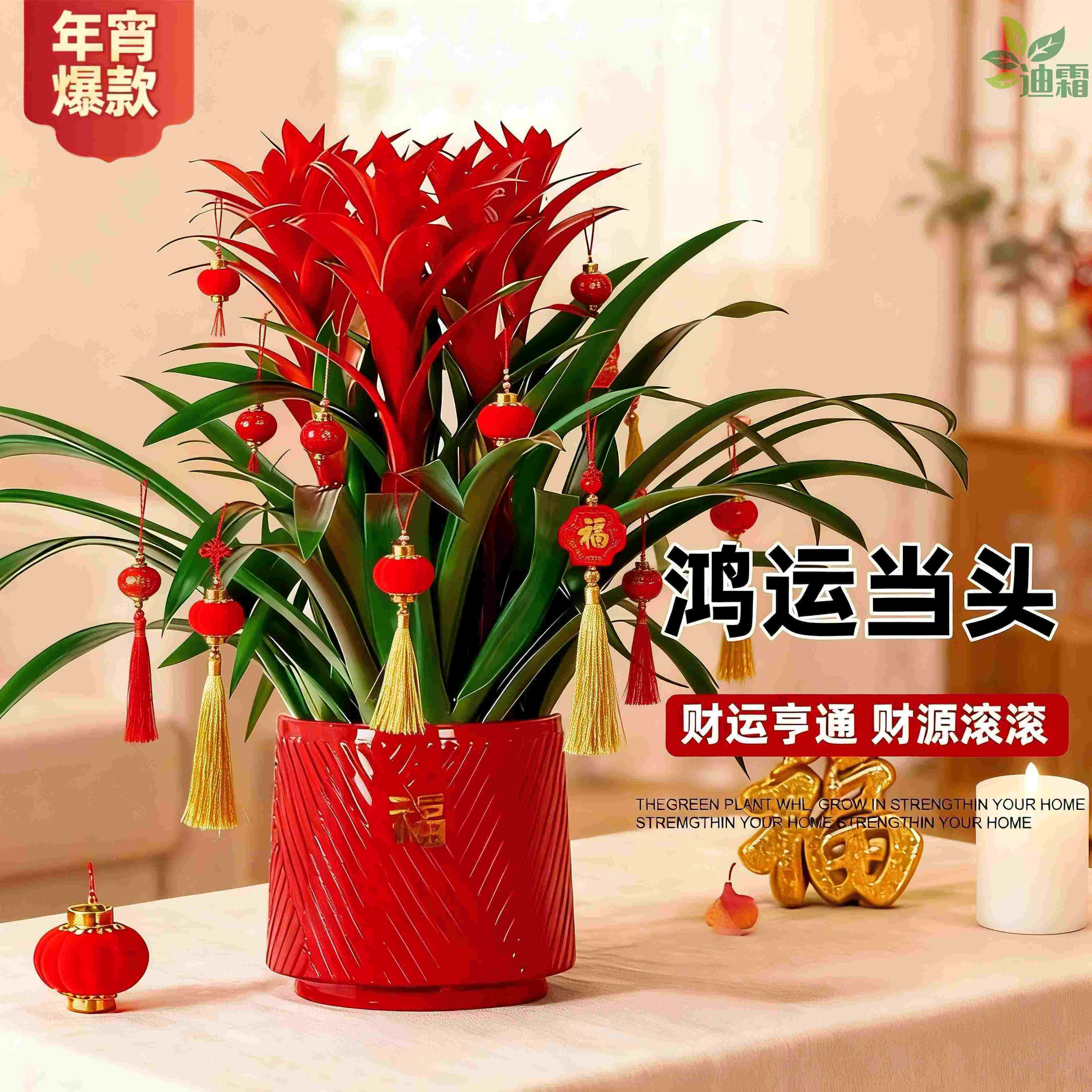 乔迁送礼鸿运当头带花盆栽年宵花卉绿植客厅桌面喜庆四季好养植物,鲜花速递/花卉仿真/绿植园艺,红掌/凤梨/温室花卉,淘宝优惠券,粉丝福利购,淘宝优惠卷