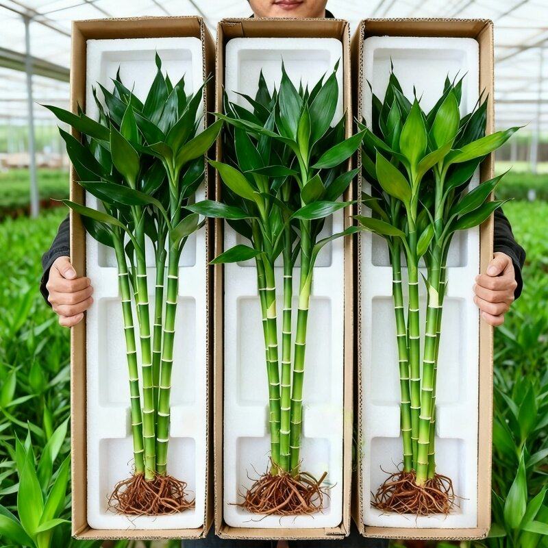 富贵竹水培植物客厅招财花卉绿植室内盆栽观音竹带根转运竹文昌竹,鲜花速递/花卉仿真/绿植园艺,红掌/凤梨/温室花卉,淘宝优惠券,粉丝福利购,淘宝优惠卷