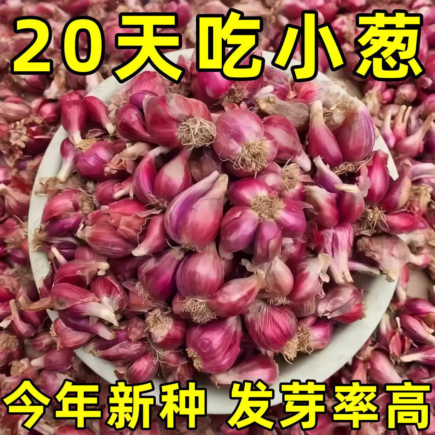 浓香型红葱头四季小香葱食用细小香葱阳台庭院红葱头新四川红葱头