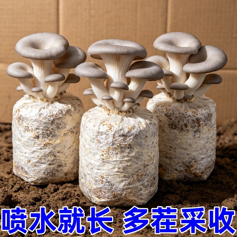 灰平菇蘑菇种植包可食用菌包家庭栽培种蘑菇阳台香菇菌棒袋装盆栽