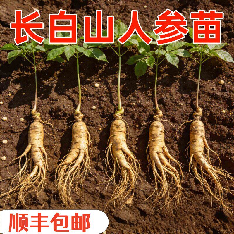 新鲜人参苗20棵可室内种植新鲜人参活苗盆景长白山山参苗西洋参苗