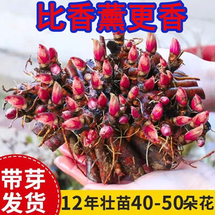 芍药花苗庭院花卉四季开花易活芍药根块带芽室内盆栽室外阳台植物