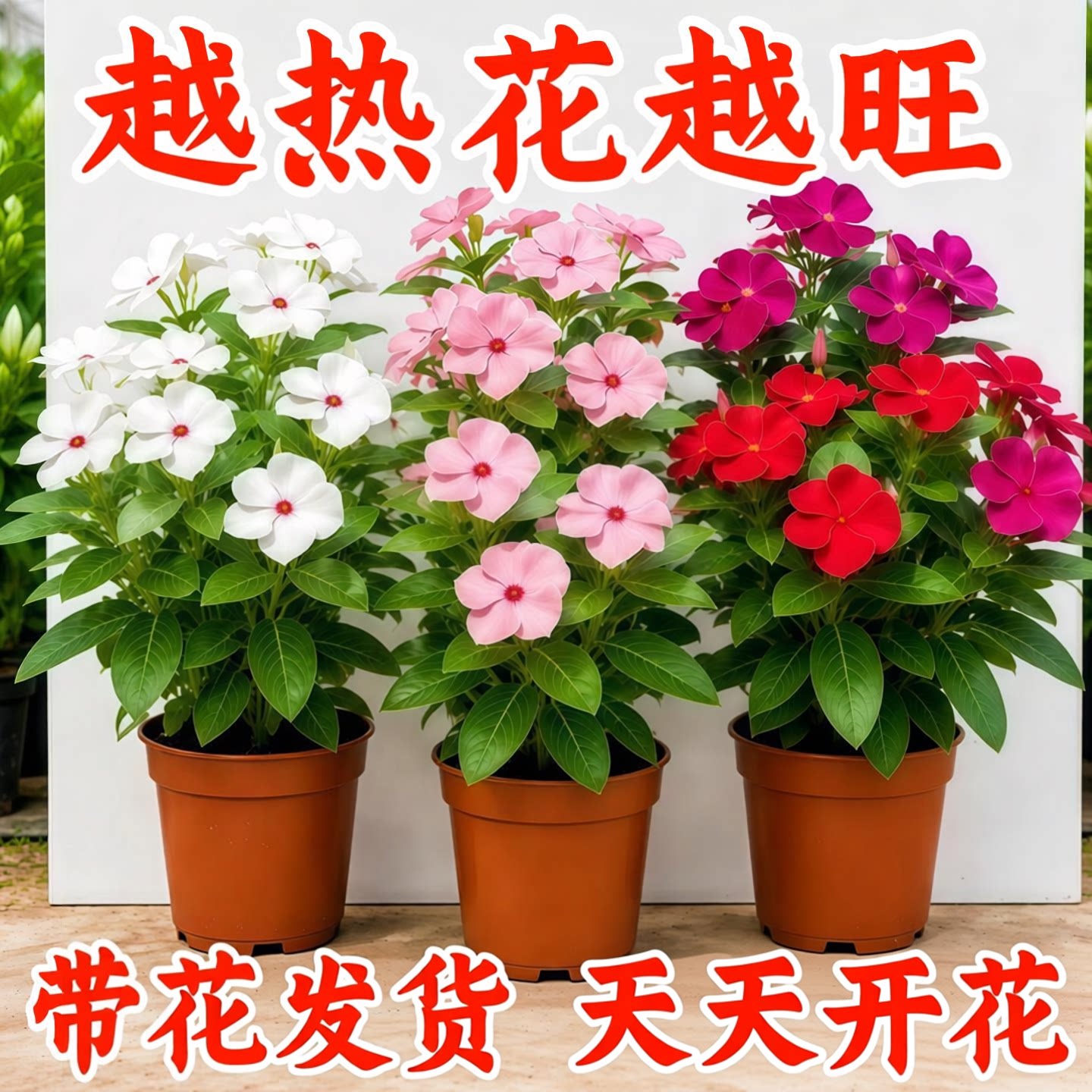 长春花盆栽重瓣大花带花苞春花苗室内阳台盆栽植物鲜花卉云南直发