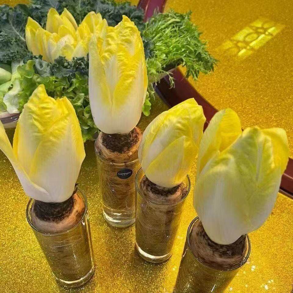金玉兰菜根自种芽球菊苣野菜西餐食材摆盘沙拉冬季金玉兰菜根