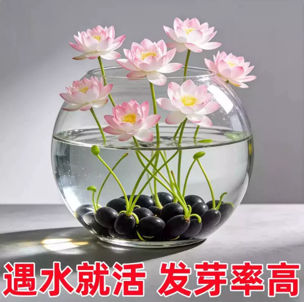 碗莲种子水培植物带花苞开花迷你睡莲水生绿植无土盆栽花卉