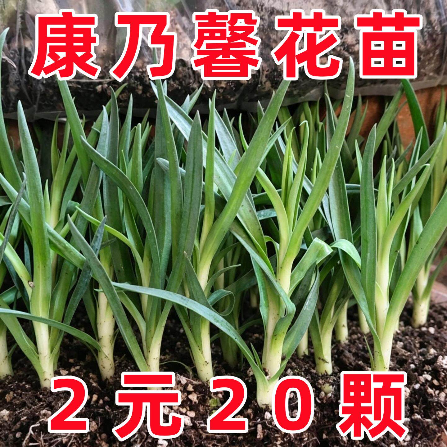 康乃馨花苗盆栽室内阳台好养的花卉四季栽种云南直发