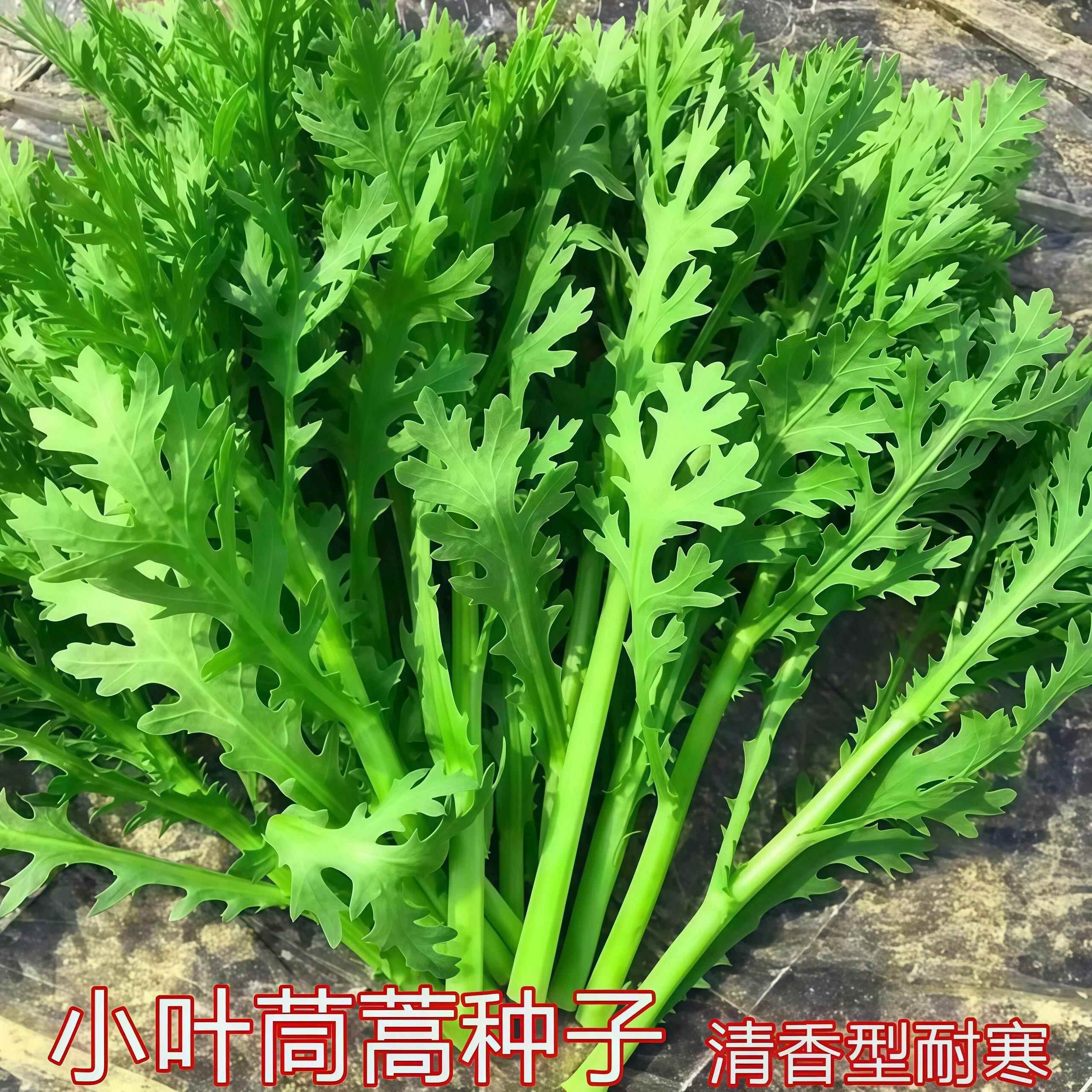 小叶中叶茼蒿种子耐热耐寒菜种秋冬季种籽青菜蔬菜孑皇帝菜籽茼蒿