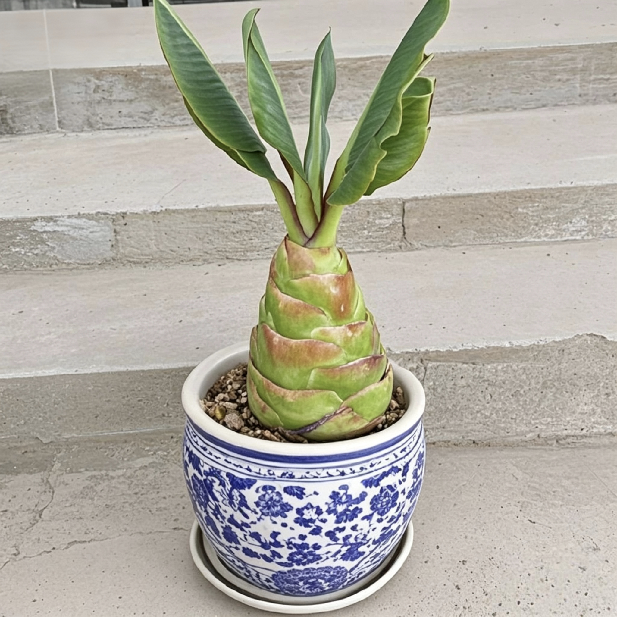 稀有地涌金莲千瓣莲盆栽南北方可种庭院景观绿植不挑土好养盆栽苗