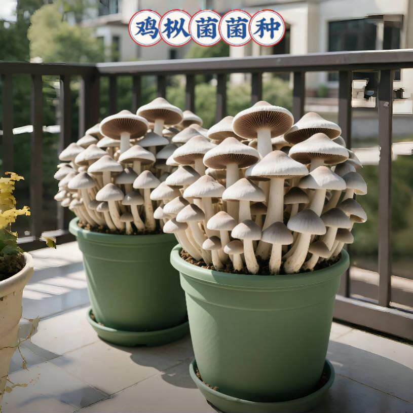 正宗鸡肉丝菇菌种家种云南伞把菇三塔菌夏至菌居家可种食用菌种