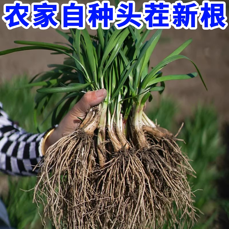 菜根苗现挖四季阳台盆栽寿光韭菜苗四季红根韭菜种根宽叶韭菜种子