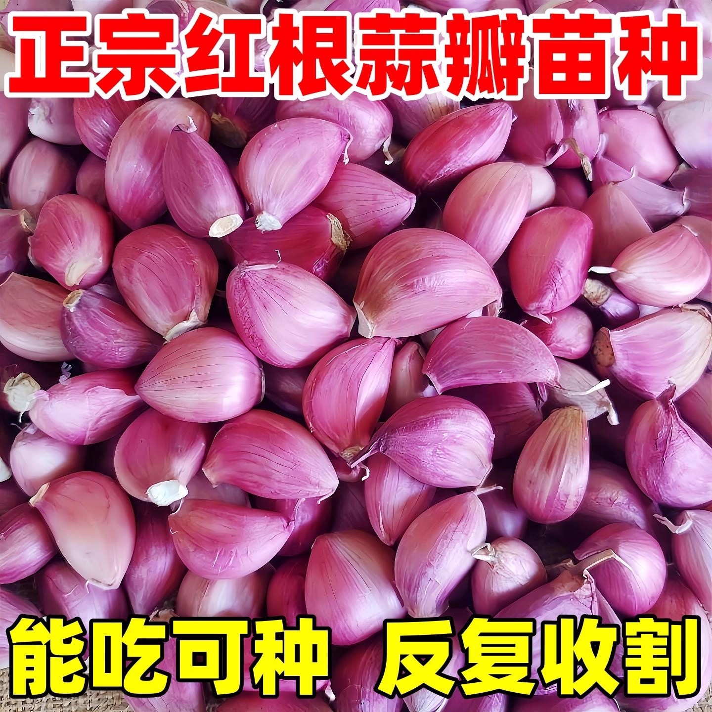 云南紫皮干大蒜瓣种子5斤红皮土蒜种籽种植蒜头专用农家可吃可种