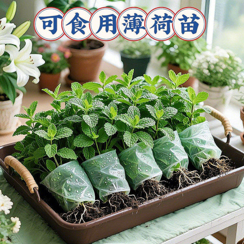 薄荷苗室内阳台驱蚊植物盆栽留兰香柠檬薄荷叶可食用绿植好养