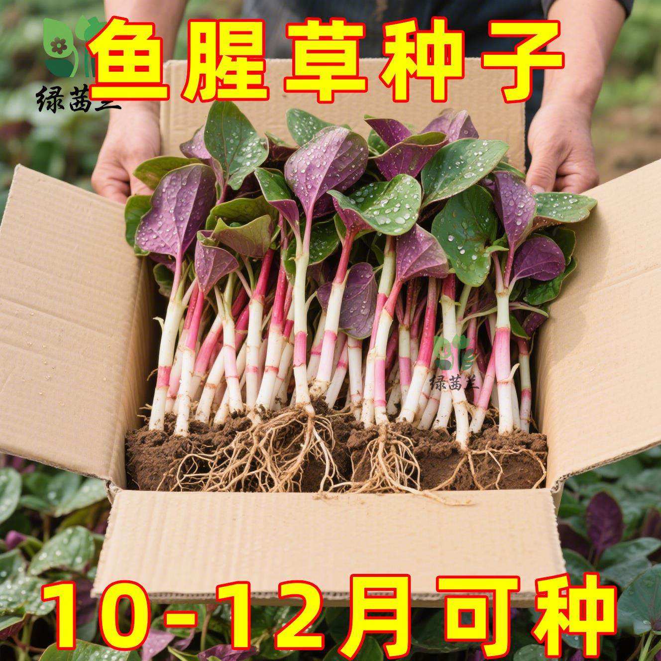 野生鱼腥草种子种苗+四川正宗新鲜折耳根苗家庭园艺四季盆栽,鲜花速递/花卉仿真/绿植园艺,红掌/凤梨/温室花卉,淘宝优惠券,粉丝福利购,淘宝优惠卷