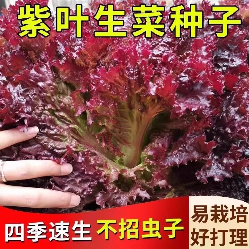 奶油汉堡咖啡紫生菜新鲜叶菜生吃凉拌甜脆多汁沙拉菜农家自种生菜