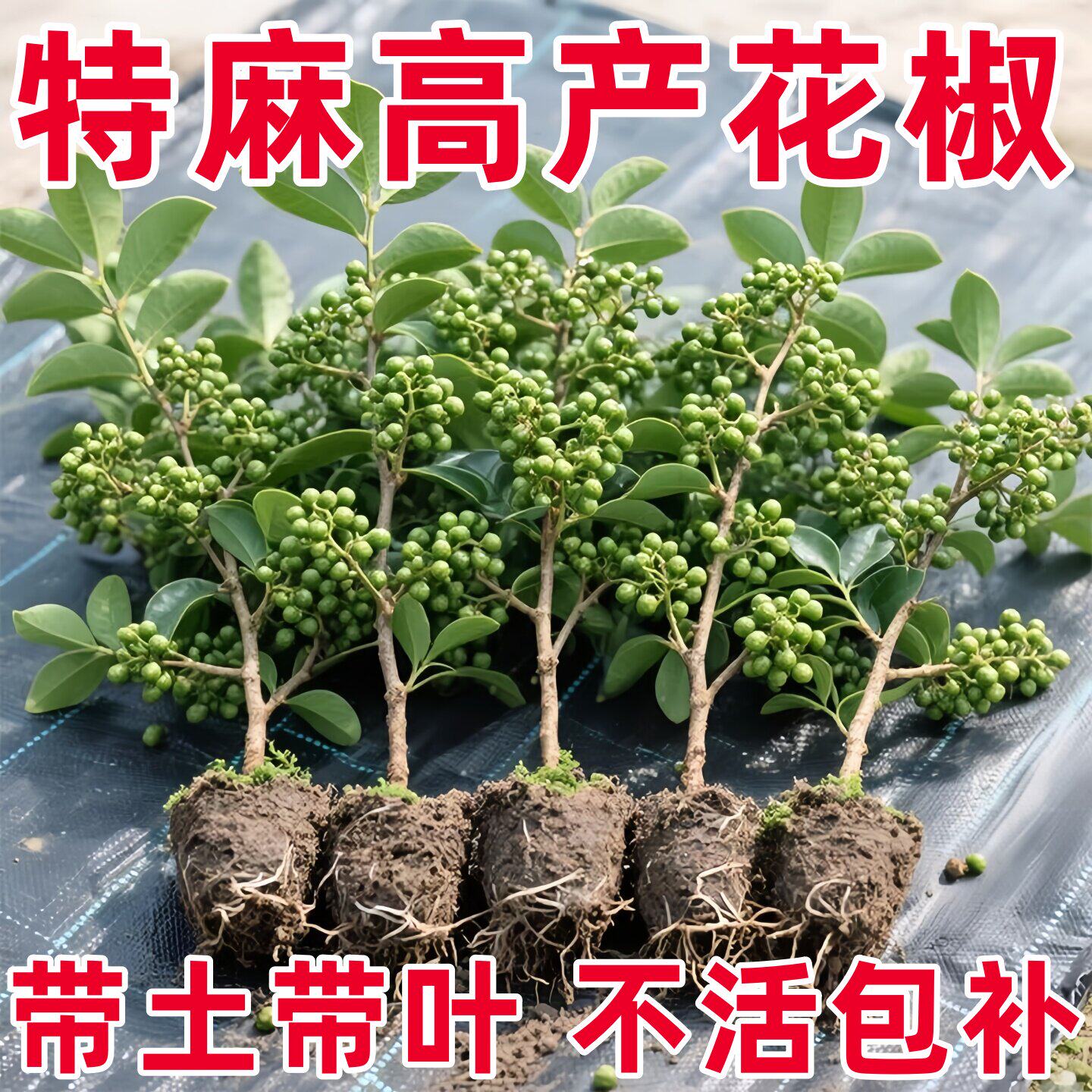 四川汉源藤椒树苗青花椒椒无刺花椒绿花椒麻椒苗花椒苗树地栽