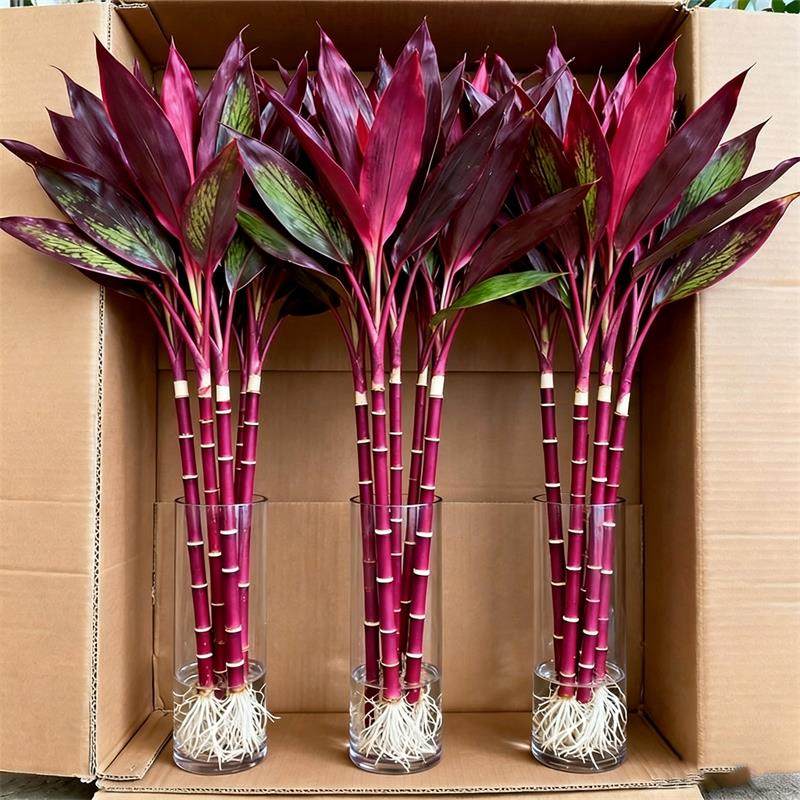 【紫气东来】紫竹鸿运当头富贵竹转运竹水培植物办公室内桌面好养,鲜花速递/花卉仿真/绿植园艺,红掌/凤梨/温室花卉,淘宝优惠券,粉丝福利购,淘宝优惠卷