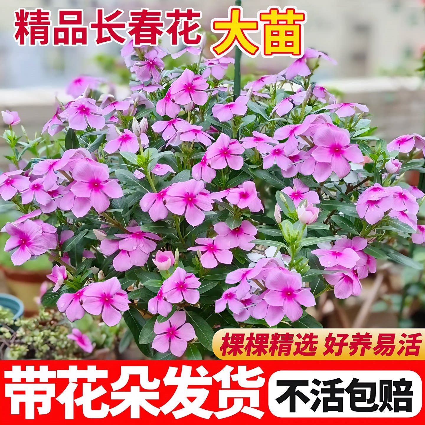 长春花盆栽天天开花苗阳台庭院耐热旱好养花卉客厅四季植物带花苞