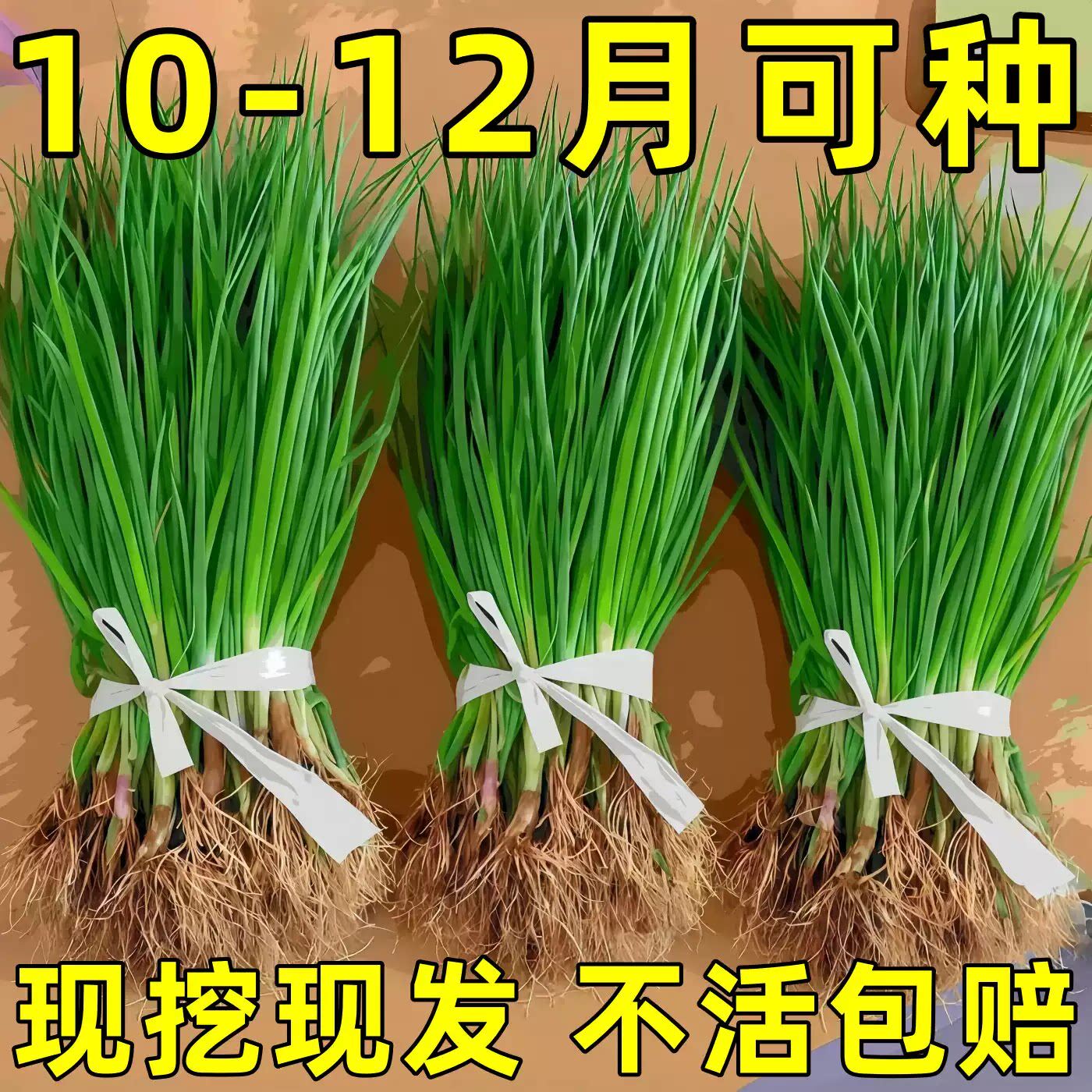 洋葱秧苗山东紫皮洋葱苗水果洋葱苗耐寒易活新鲜栽苗秧子现挖现卖