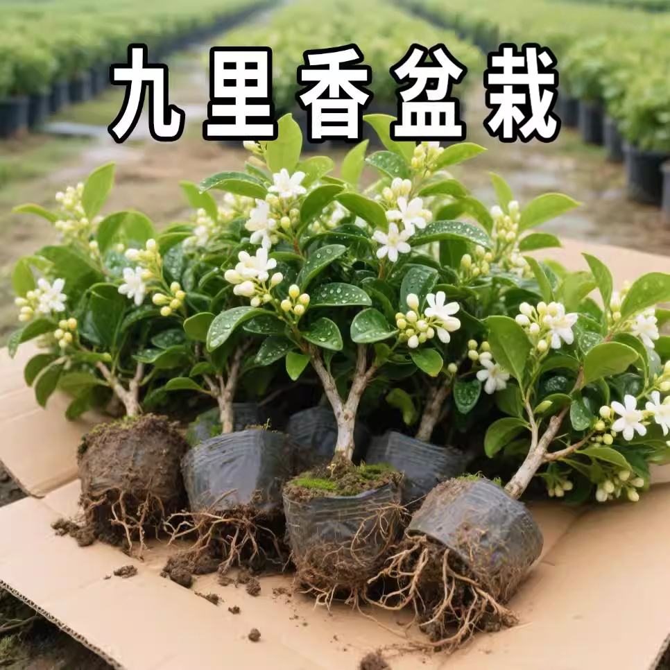 九里香盆栽花卉室内客厅循环开花驱蚊植物室外庭院好养夜来香树苗