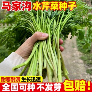 马家沟水芹菜种子野生芹菜种籽四季播种阳台庭院盆栽易活芹菜秧苗