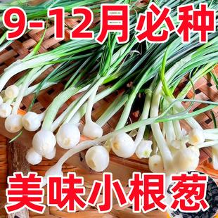 小根蒜种籽野葱野生薤白蔬菜种子四季高产易活阳台盆栽蘸酱菜种孑