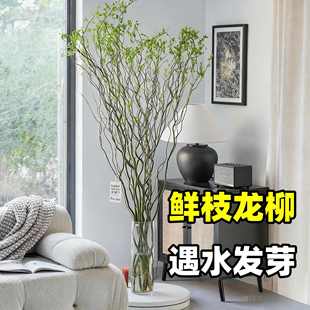 水培植物龙柳鲜枝切花水养绿植雪柳干支室内吊钟泡水长根装饰盆栽