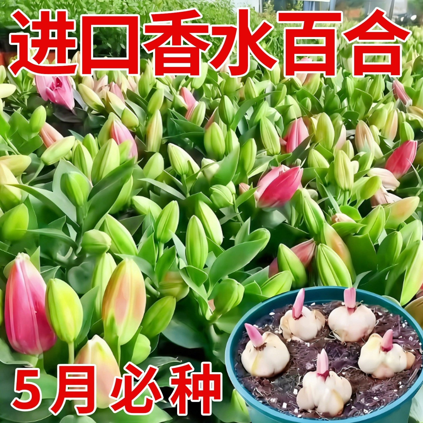 进口香水百合种球带芽籽子大球重瓣浓香型四季种植盆栽室内外植物