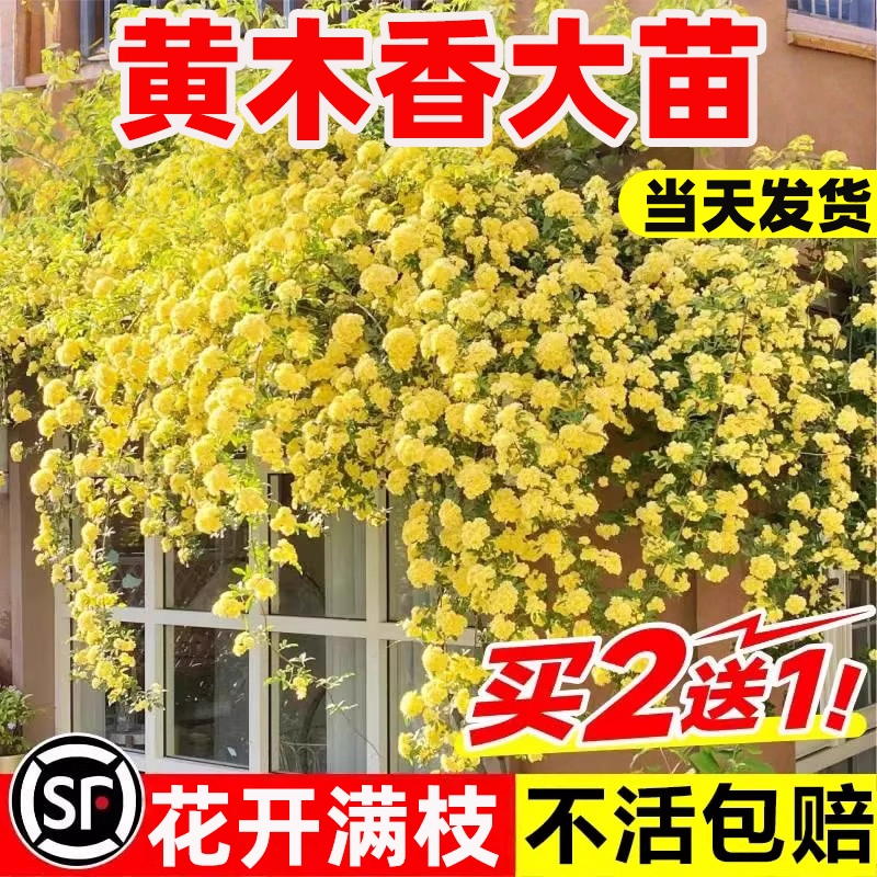 黄木香花苗爬藤植物花卉重瓣红木香树苗蔷薇多季开花庭院大苗盆栽