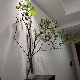 小叶女贞老桩高端水培植物绿植鲜花切枝居家发根须四季易活好养