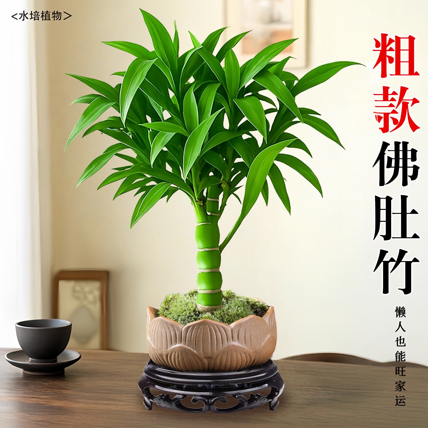 绿植罗汉竹子老桩佛肚竹盆栽水培植物办公室内客厅桌面盆景好养活