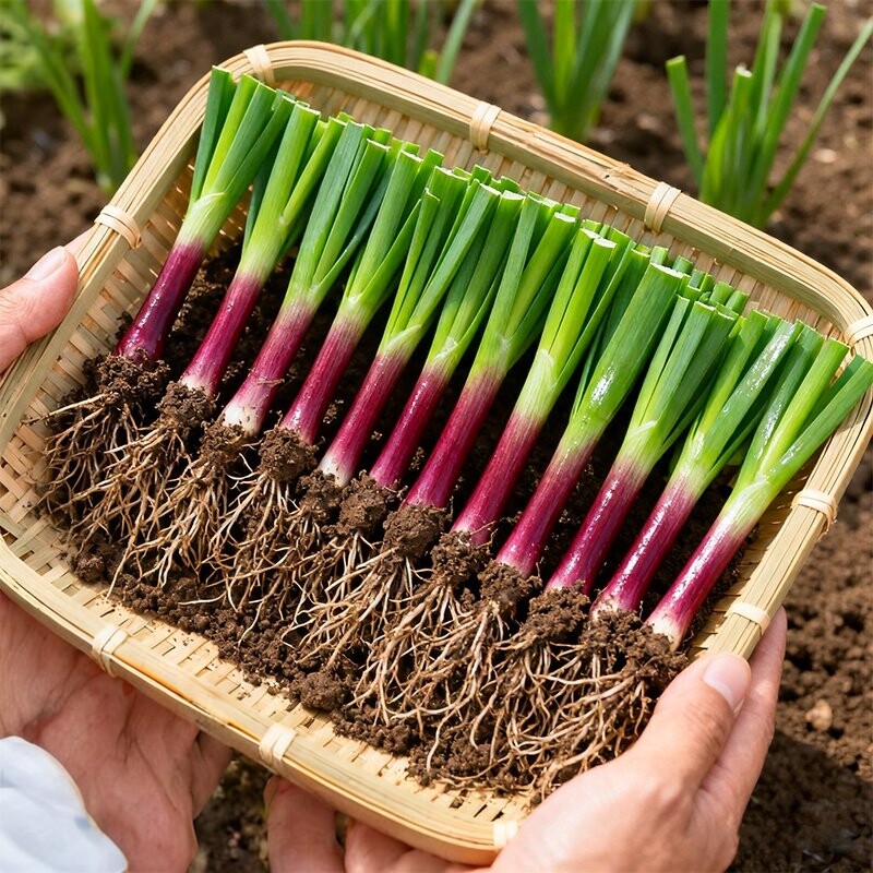 韭菜根苗四季种植紫根庭院阳台农家小叶新鲜细叶韭菜根蔬韭菜