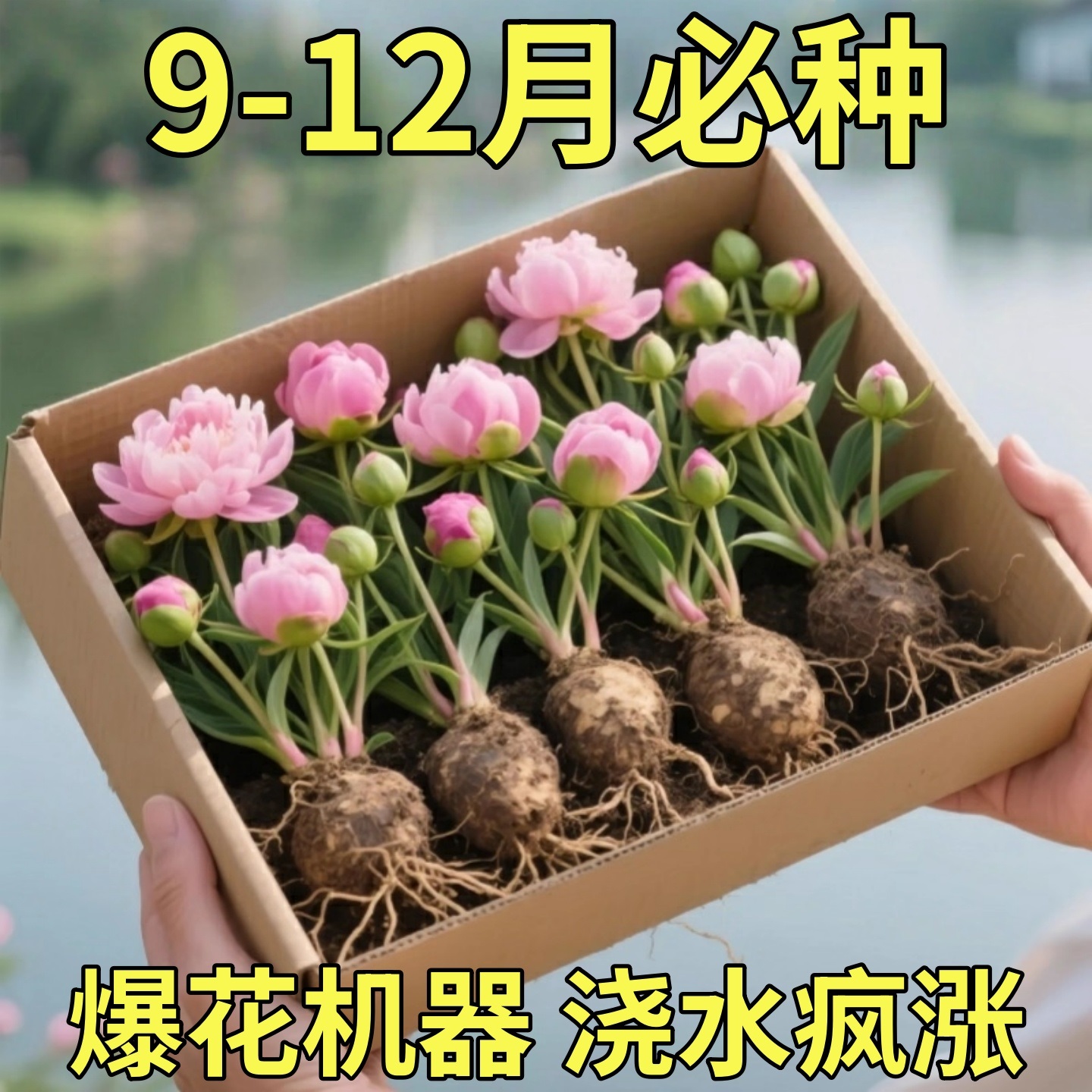 芍药根块花卉盆栽好养活室内观花植物多年生花苗带芽种根花根重瓣
