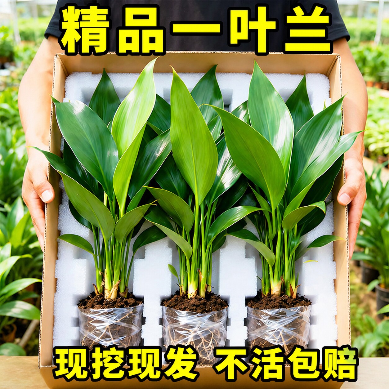 一叶兰盆栽耐寒喜阴植物办公室内庭院观叶绿植兰花净化空气水培